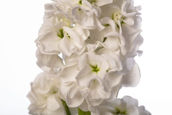 Matthiola incana StoX White 1