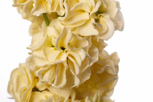 Matthiola incana StoX Yellow 1