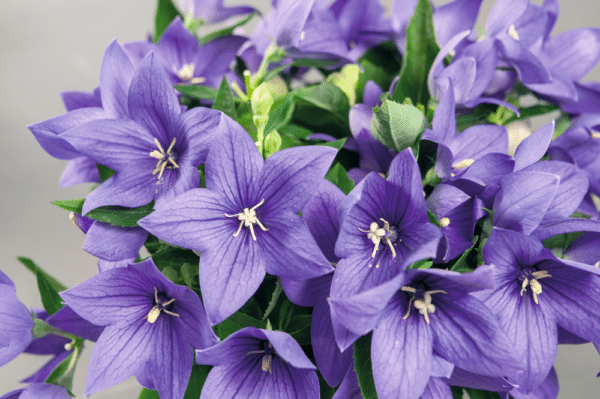 Platycodon grandiflorus F1 Pop Star™ Blue - Image 2