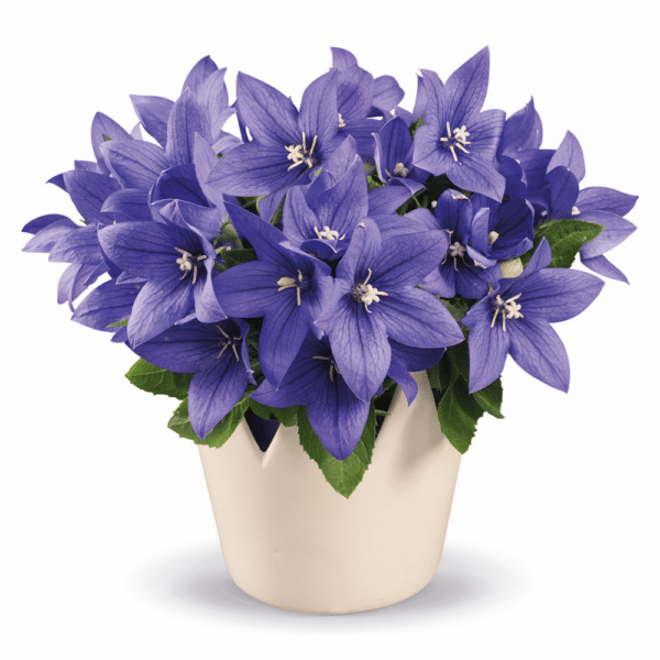 Platycodon grandiflorus F1 Pop Star™ Blue - Image 4