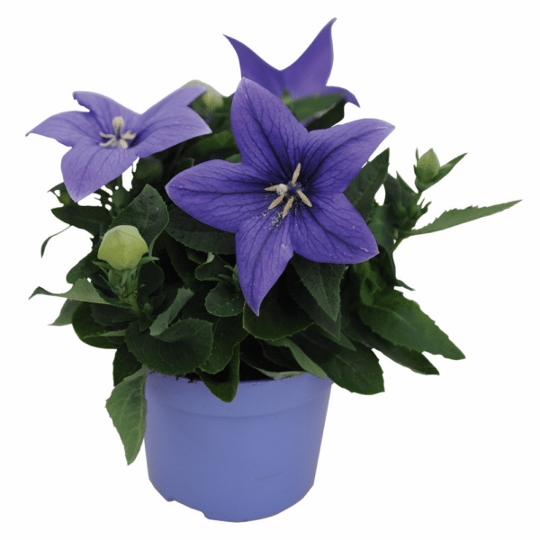 Platycodon grandiflorus F1 Pop Star™ Blue