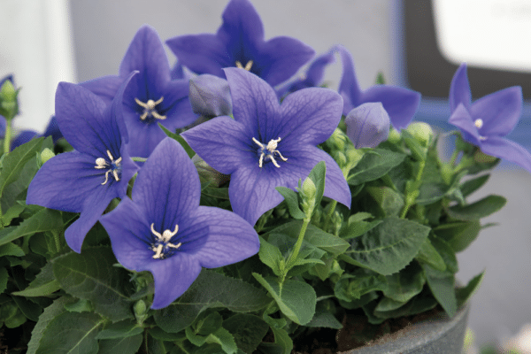 Platycodon grandiflorus F1 Pop Star™ Blue - Image 3