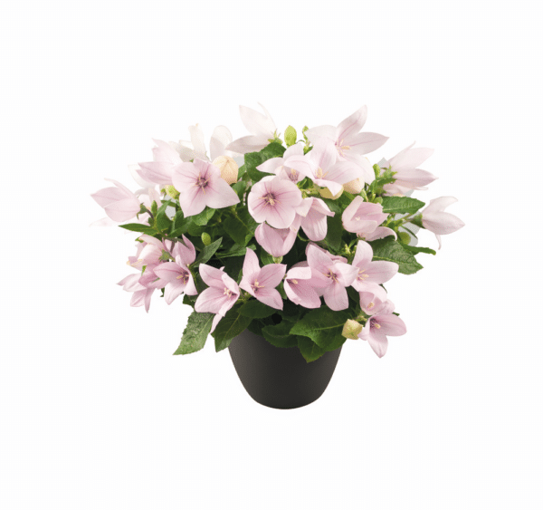 Platycodon grandiflorus F1 Pop Star™ Pink - Image 2