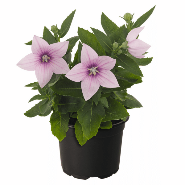 Platycodon grandiflorus F1 Pop Star™ Pink