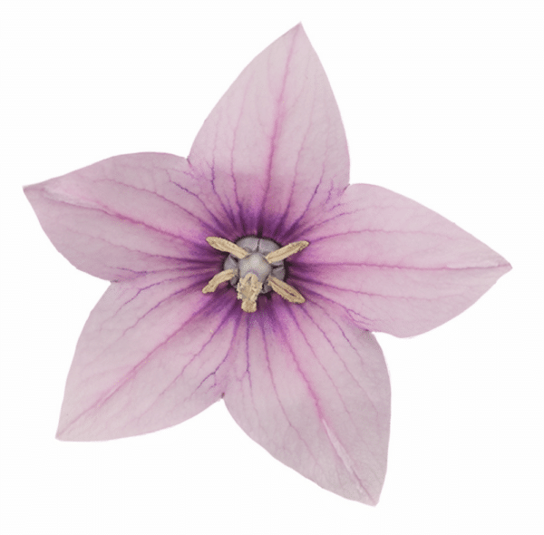 Platycodon grandiflorus F1 Pop Star™ Pink - Image 4