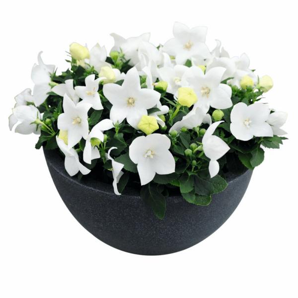 Platycodon grandiflorus F1 Pop Star™ White - Image 2