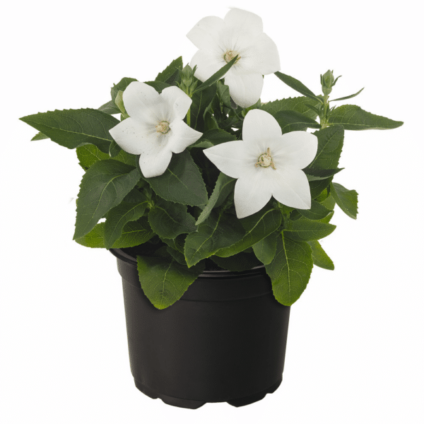 Platycodon grandiflorus F1 Pop Star™ White