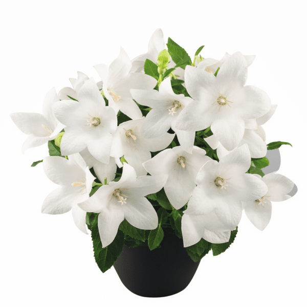 Platycodon grandiflorus F1 Pop Star™ White - Image 4