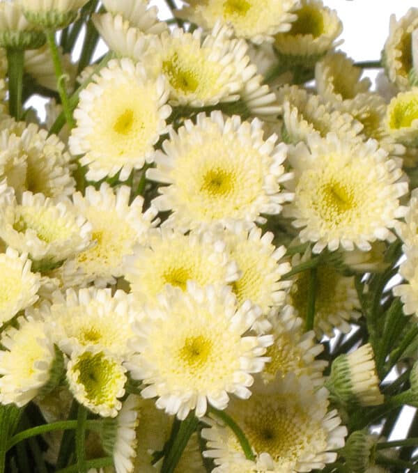 Tanacetum parthenium Orinoco