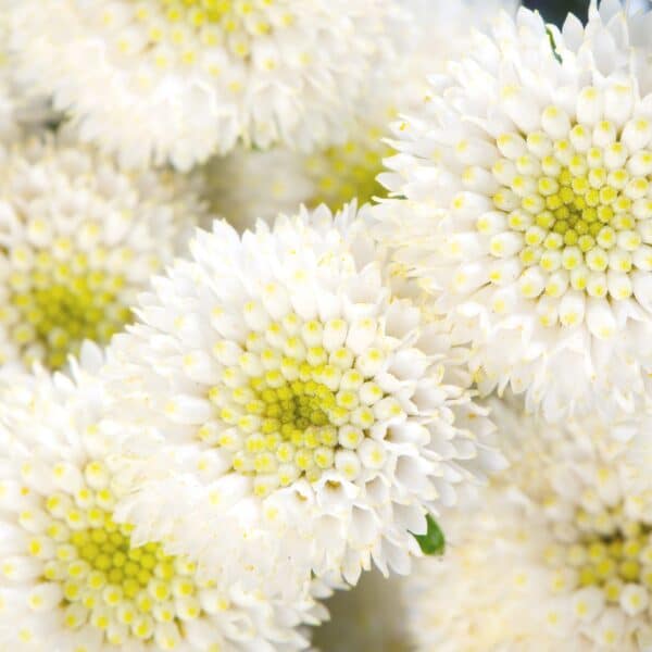 Tanacetum parthenium Rio 1