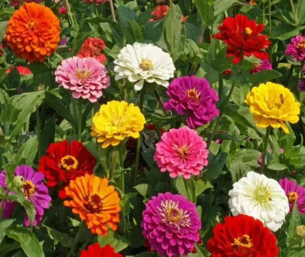 Zinnia elegans California Giants mixture 1