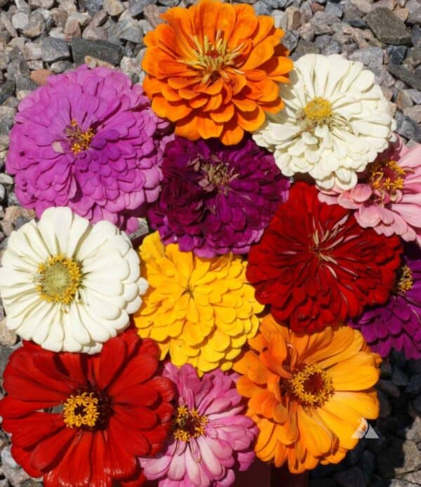 Zinnia elegans California Giants