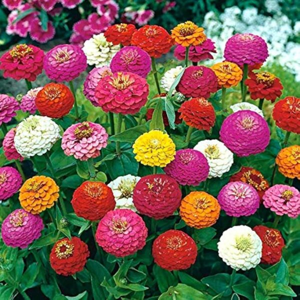 Zinnia elegans Lilliput mixture BIO