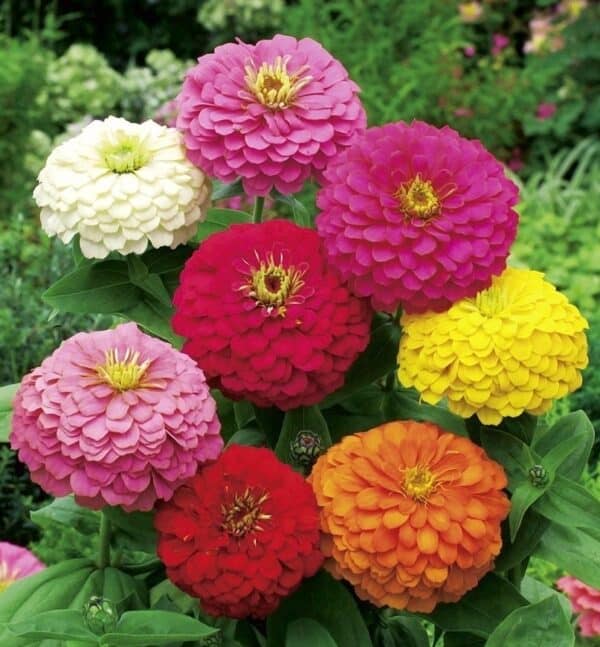 Zinnia elegans dahliaflowered mixture A