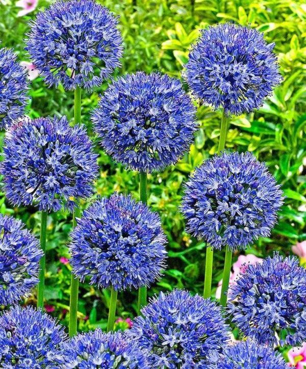 Allium caeruleum 2