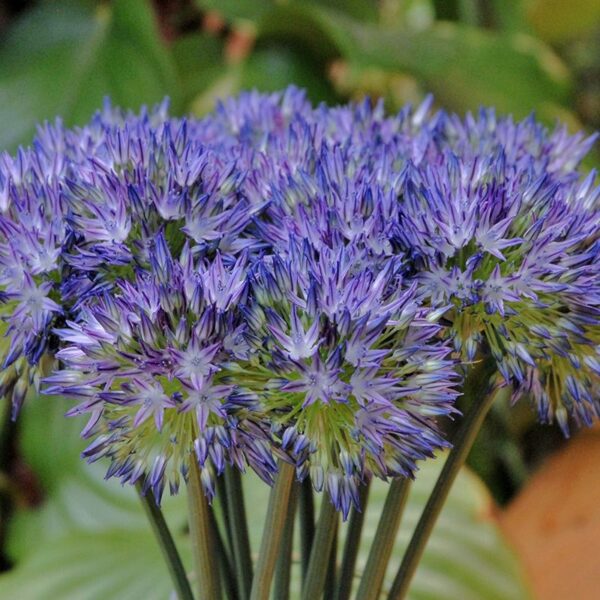 Allium caeruleum