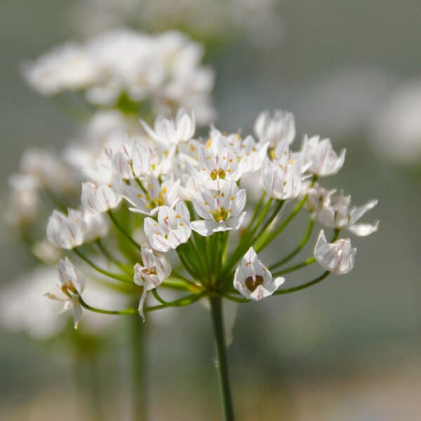 Allium neapolitanum