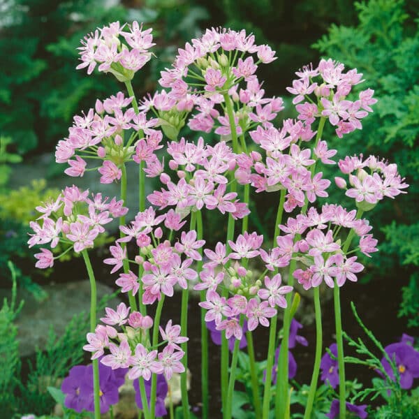 Allium roseum