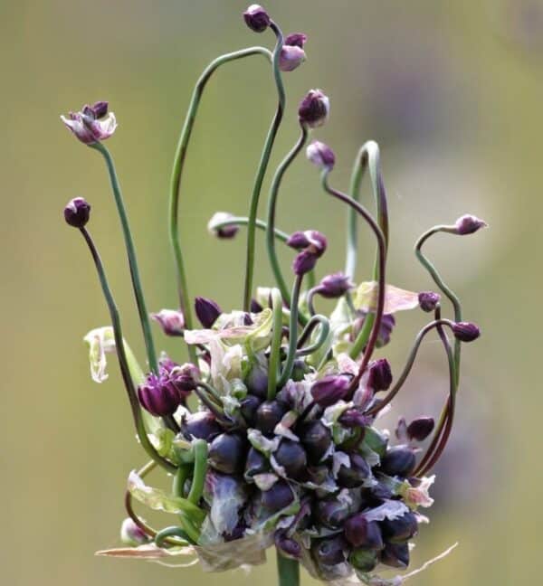 Allium scorodoprasum Art 1