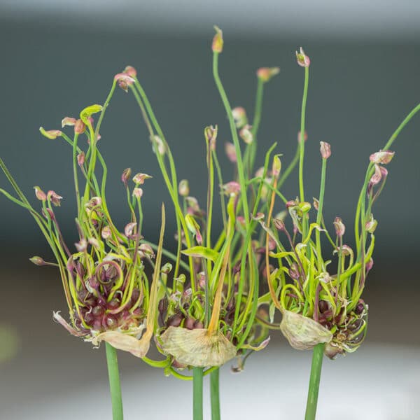 Allium scorodoprasum Art