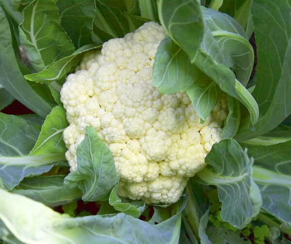 Brassica oleracea Bloemkool Alpha 7