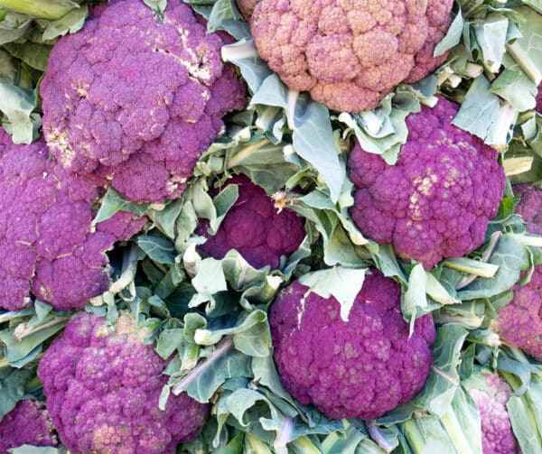 Brassica oleracea Bloemkool Di Sicilia Violetto