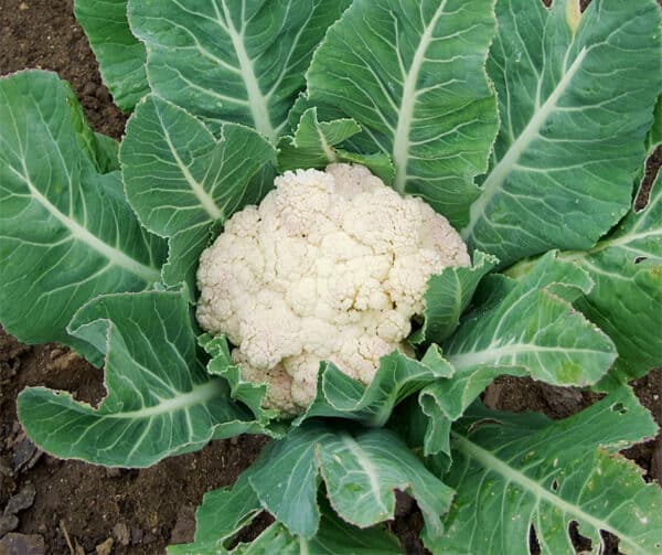 Brassica oleracea Bloemkool Flora Blanca