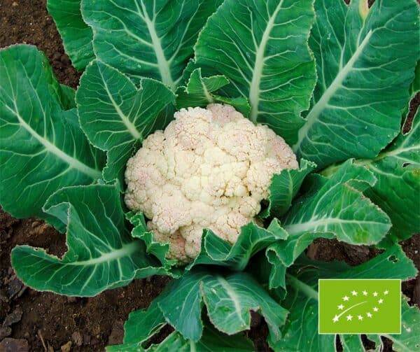 Brassica oleracea Bloemkool Flora Blanca BIO