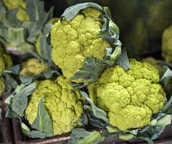 Brassica oleracea Bloemkool Verde di Macerata