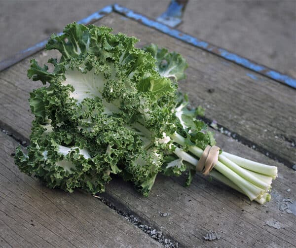 Brassica oleracea Boerenkool Emerald Ice