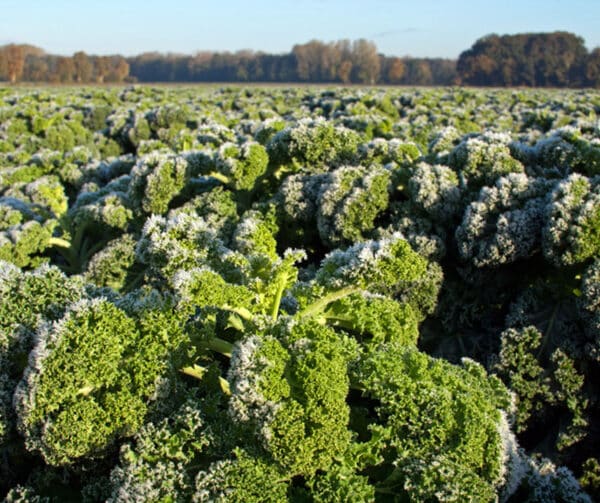 Brassica oleracea Boerenkool Kadet