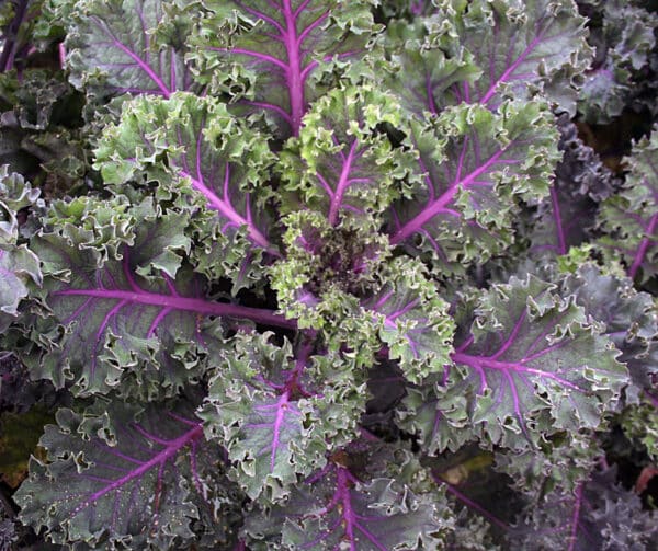 Brassica oleracea Boerenkool Midnight Sun