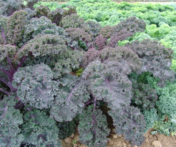 Brassica oleracea Boerenkool Scarlet