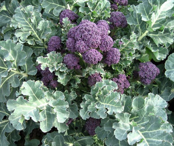 Brassica oleracea Broccoli Burgundy F1