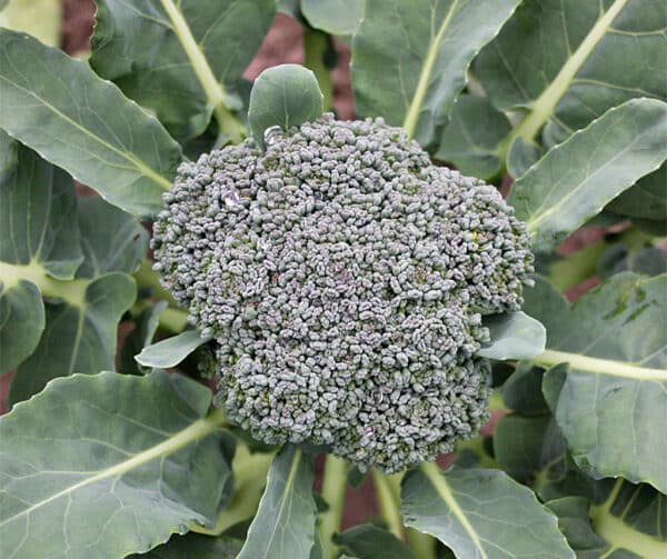 Brassica oleracea Broccoli Calabrese