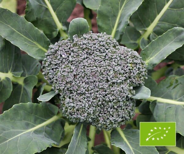 Brassica oleracea Broccoli Calabrese BIO