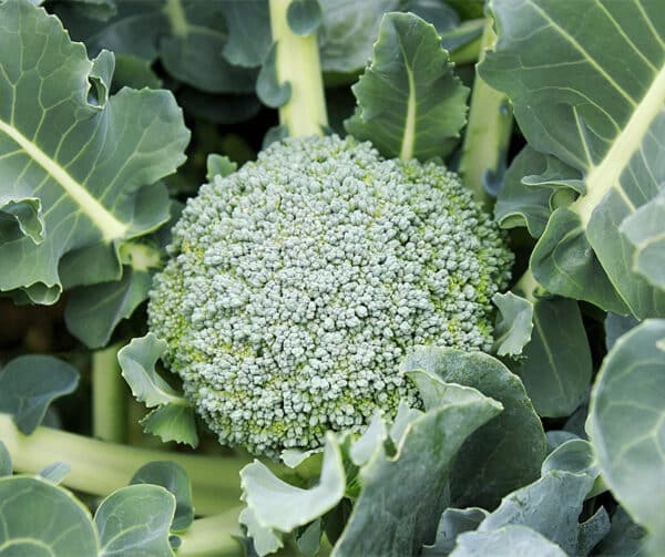 Brassica oleracea Broccoli Limba