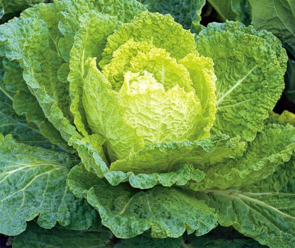 Brassica oleracea Butterkohl Bloemendaalse Gele 2