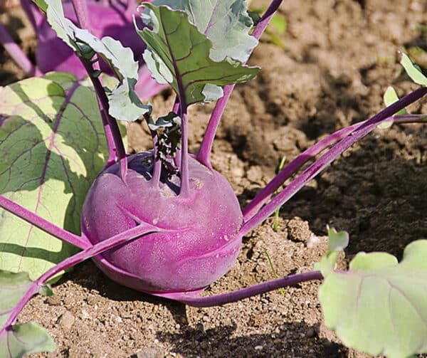 Brassica oleracea Koolrabi Ametyst F1