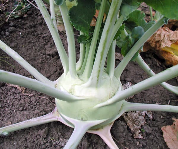 Brassica oleracea Koolrabi Superschmelz 1