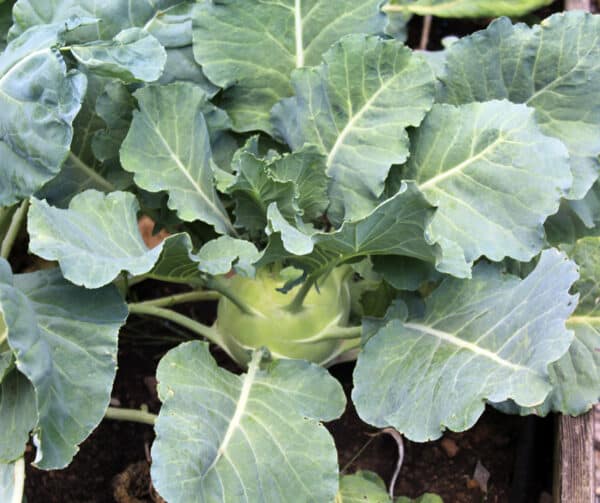 Brassica oleracea Koolrabi Superschmelz