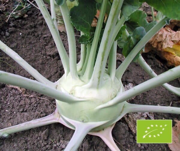 Brassica oleracea Koolrabi Superschmelz BIO