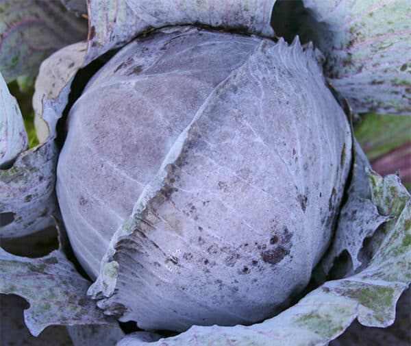 Brassica oleracea Langedijker Bewaar 2