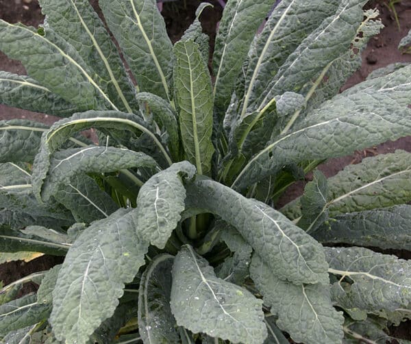 Brassica oleracea Palmkool Nero di Toscana