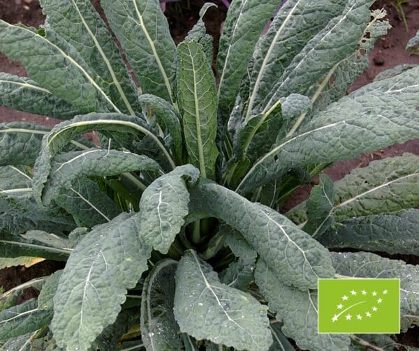 Brassica oleracea Palmkool Nero di Toscana BIO