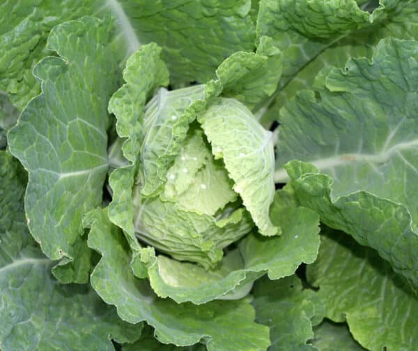 Brassica oleracea Savoiekool Bloemendaalse Gele