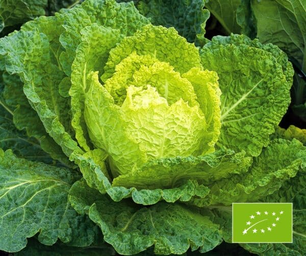 Brassica oleracea Savoiekool Bloemendaalse Gele BIO