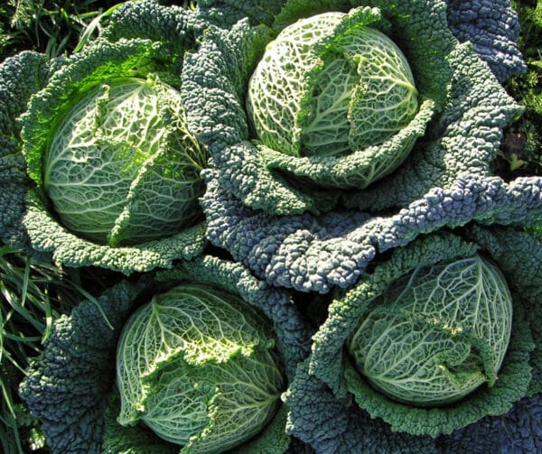 Brassica oleracea Savooie kool Providence F1