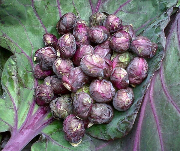 Brassica oleracea Spruitkool Red Ball