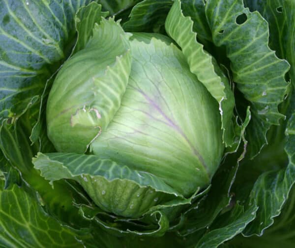 Brassica oleracea Witte kool Langendijker Bewaar